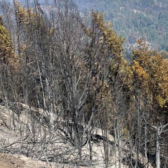 Tragedia en Río Negro: un hombre cortaba leña con una motosierra y murió aplastado por un árbol - Infobae