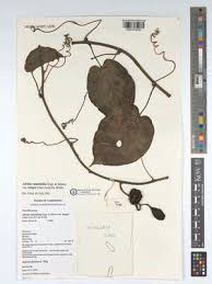 Image result for Adenia rumicifolia