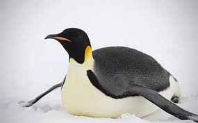 Which pet are you in roblox adopt me. Adopt An Emperor Penguin Symbolic Adoptions From Wwf
