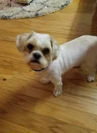 The shih tzu stands an average of 11 inches at the shoulder and its coat comes in a multitude of colors. Dog For Adoption Gumphy A Maltese Shih Tzu Mix In Brick Nj Petfinder