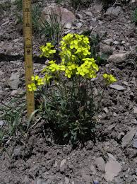 Image result for Eriospermum rautaneii
