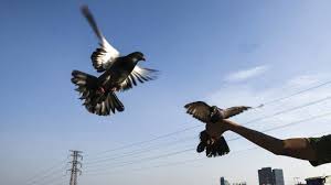 Maybe you would like to learn more about one of these? Burung Merpati Ini Terbang Dari As Ke Australia Kini Terancam Dibunuh Kumparan Com