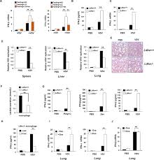 Ever wondered what the biggest football star in the world, cristiano ronaldo, has to say about his collaboration with free fire? Lactate Is A Natural Suppressor Of Rlr Signaling By Targeting Mavs Abstract Europe Pmc