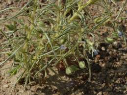 Image result for Anticharis