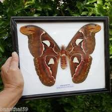 Just as it's about to pounce, the moth's wings spring. Atlas Moth F Butterfly Real Taxidermy Attacus Insect Framed Display Mounted Ebay