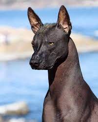 We did not find results for: Manuel Faria Twitterren El Xoloitzcuintli Perro Sin Pelo Mexicano En La Mitologia Mexica Se Creia Que Acompanaban A Las Almas De Los Difuntos Cuando Viajaban Al Mictlan El Inframundo 29may Mexico Cultura
