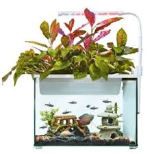 Aqueon led minibow aquarium starter i think bettas, with their flowing fins, need fairly calm water, so he probably doesn't. Betta Fish Tanks Top Fin Aquaponics Review 2021
