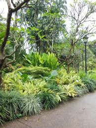 Plumeria Heliconia Alpinia Zerumbet Variegata Variegated Shell Ginger Osmoxylon Lirio Singapore Botanic Gardens Garden Landscape Design Orchids Garden