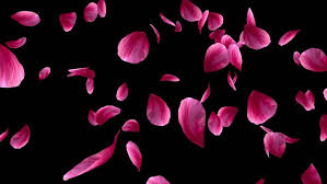 Black Background With Rose Red Rose Petals Falling On Stock Footage Video 100 Royalty Free 1772858 Shutterstock Rose Petals Falling Red Rose Petals Roses Drawing