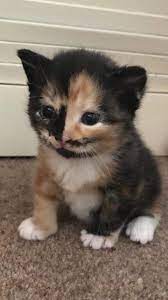 Meet Clementine Shes My Gorgeous Baby And Is Just Over A Year Old Now But I Found This Picture Of Her As A Kitten And Tho Cute Baby Cats Pretty Cats