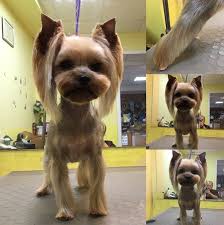 151 Extremely Cute Yorkie Haircuts For Your Puppy