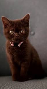 Beautiful Black Cat With Brown Eyes Brown Color Theory Kittens Cutest Pretty Cats Cute Cats