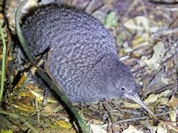 Image result for Pteris auquieri