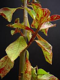 Image result for Synadenium grantii