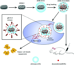 About 80% of people with mesothelioma have been exposed to asbestos. Zeolites For Theranostic Applications Journal Of Materials Chemistry B Rsc Publishing