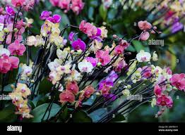 Image result for Platycoryne pervillei