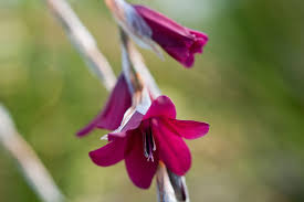 Image result for Dierama formosum