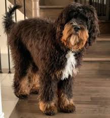 How much is a st berdoodle. Best St Berdoodle Guide 2021 Saint Bernard Poodle Mix We Love Doodles