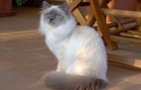 Shorthair shorthair cats have short fur across the entire body. Top 10 Long Haired Cats