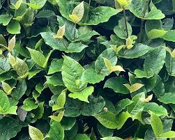 Image result for Rogiera amoena