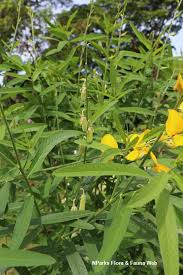 Image result for Crotalaria juncea