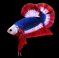 They prefer to have more control over the protein intake of our fish. The Bettahaus The Most Expensive Betta Sold At 1 500 Facebook