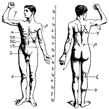To fuel a muscle, the body makes adenosine triphosphate (atp), which muscle cells turn into mechanical they cover the bones and give the body its shape. Human Musculoskeletal System Wikipedia