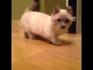 11 Things to Know About the Munchkin Cat - Catster