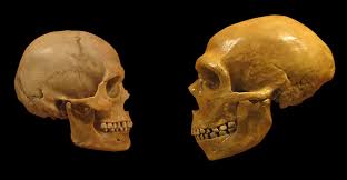 In total, the researchers discovered 56 denisovan anatomical features that may have differed from humans or neanderthals, 34 of them in the skull. What Happens When You Replace A Human Gene With Its Neanderthal Version Ars Technica