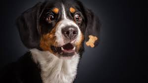 laj sobak v derevne nochyu zvukovoj effekt mp3 besplatnaya zagruzka pikbest