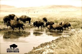 Real Majestic Buffalo Roamin The Great Plains Of South Dakota Greatplainsbuffalo Com South Dakota Great Plains Majestic