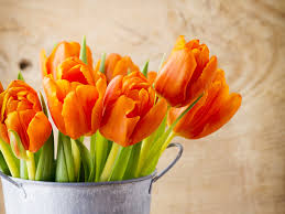 Energy, enthusiasm, passion and desire are symbolized by none other than the gorgeous orange tulips. Images Tulips Orange Flowers
