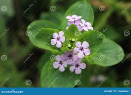 Image result for Teedia lucida