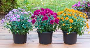 But that's not how big the mums is! Get The Most Out Of Potted Mums My Garden Life