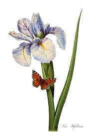 Iris Flower Print Antique Botanical Illustration Flower Etsy Watercolor Flowers Paintings Iris Art Botanical Illustration
