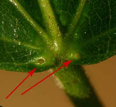 Image result for Macaranga mellifera