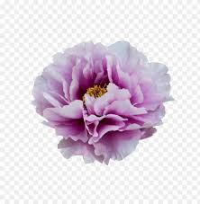 In the large flower border png gallery, all of the files can be used for commercial purpose. Purple Flower Transparency Png Image With Transparent Background Toppng