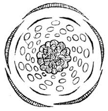 Image result for Ranunculaceae