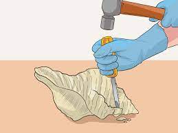 Check spelling or type a new query. How To Clean Conch Shells 10 Steps With Pictures Wikihow