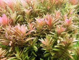 Image result for Syngonanthus welwitschii