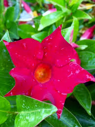 Image result for dipladenie hybrida rio obrázek