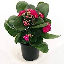 Pin On Plant Care