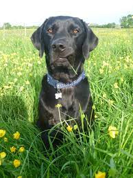 2920 randleman road, suite b greensboro, nc 27406. Pin On Black Labradors