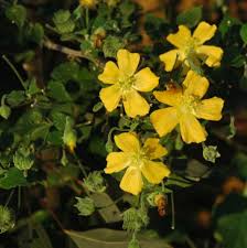 Image result for Hypericum aethiopicum