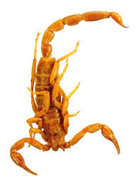 Ultrasound is a frequency of sound too high to be heard by humans. Kochius Kovariki Sp Nov Female Holotype Dorsal View Metasoma Is Download Scientific Diagram