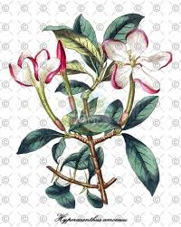 Image result for Hyperacanthus amoenus
