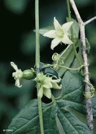 Image result for Diplocyclos