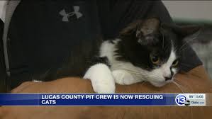 Ask group about this pet. Lucas County Pit Crew Expands Its Rescue Work To Include Cats