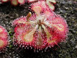 Each of 200+ species of sundew has a unique beauty, and some even move. Drosera Wikipedia