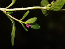 Image result for Cuphea carthagenensis